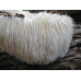 Мицелий Гериция шиповатого / Ежовик гребенчатый (Hericium erinaceus)
